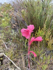 Watsonia