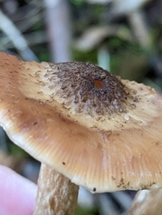 Armillaria ostoyae