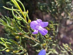 Eremophila ionantha