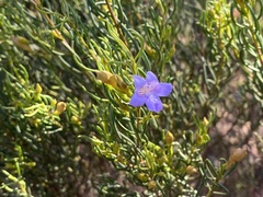 Eremophila ionantha
