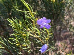 Eremophila ionantha