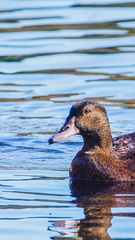Anas platyrhynchos × Cairina moschata