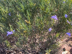 Eremophila ionantha