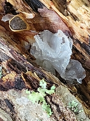 Tremella fuciformis