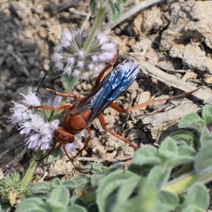 Tachypompilus unicolor