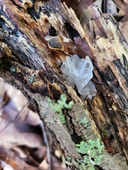 Tremella fuciformis