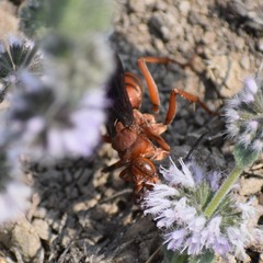 Tachypompilus unicolor