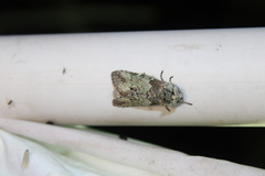 Macrurocampa marthesia