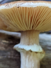 Armillaria ostoyae