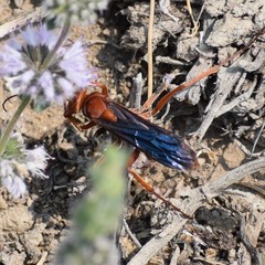 Tachypompilus unicolor