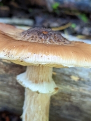 Armillaria ostoyae