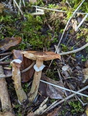 Armillaria ostoyae