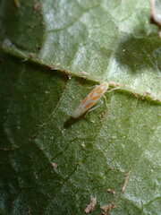 Dikrella cruentata