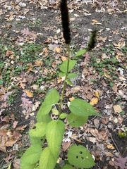 Agastache scrophulariifolia