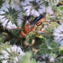 Tachypompilus unicolor
