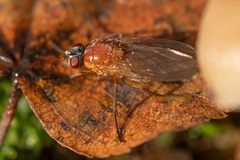 Thricops diaphanus