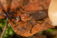 Thricops diaphanus
