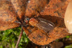 Thricops diaphanus