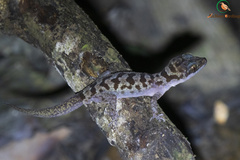 Cyrtodactylus