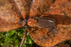 Thricops diaphanus
