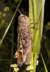 Pardalophora apiculata