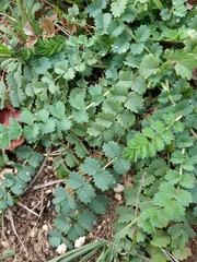 Sanguisorba minor
