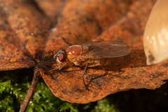 Thricops diaphanus