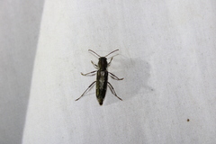 Xylotrechus sagittatus