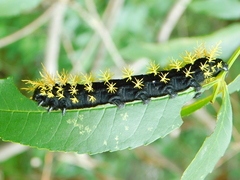 Leucanella viridescens