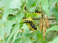 Leucanella viridescens
