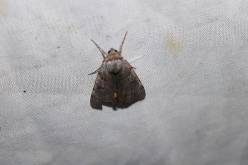 Sordid Underwing photo 6