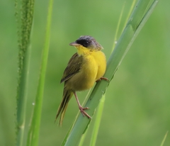 Geothlypis poliocephala