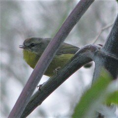 Basileuterus culicivorus