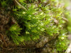 Pseudephemerum nitidum