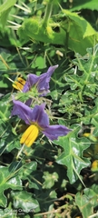 Solanum virginianum
