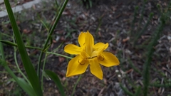 Moraea ramosissima