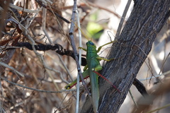 Schistocerca shoshone