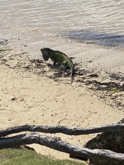 Iguanidae