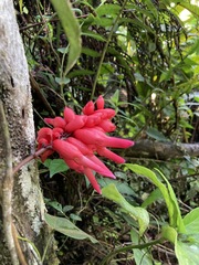 Neorudolphia volubilis