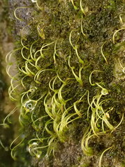 Blindiadelphus recurvatus