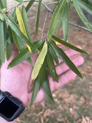 Quercus phellos