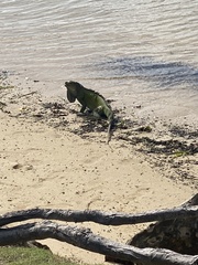 Iguanidae