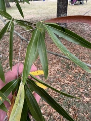 Quercus phellos