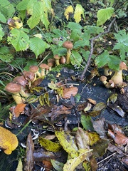 Armillaria gallica