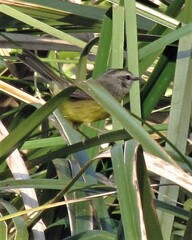 Basileuterus culicivorus
