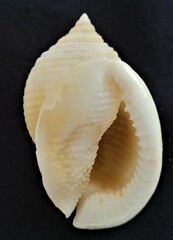 Semicassis granulata