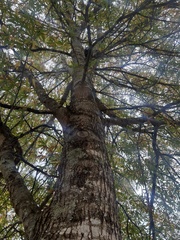 Quercus phellos