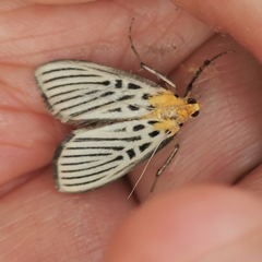 Tyspanodes hypsalis