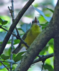 Basileuterus culicivorus