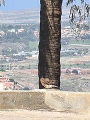 Falco tinnunculus canariensis